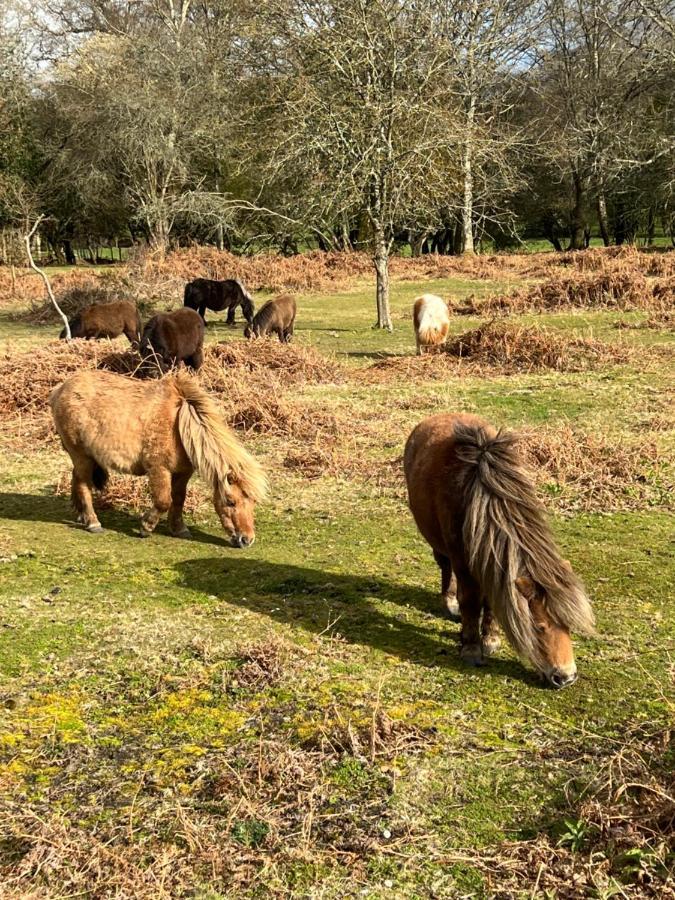 New Forest Hideaway- Self Catering Accommodation Newbridge  外观 照片
